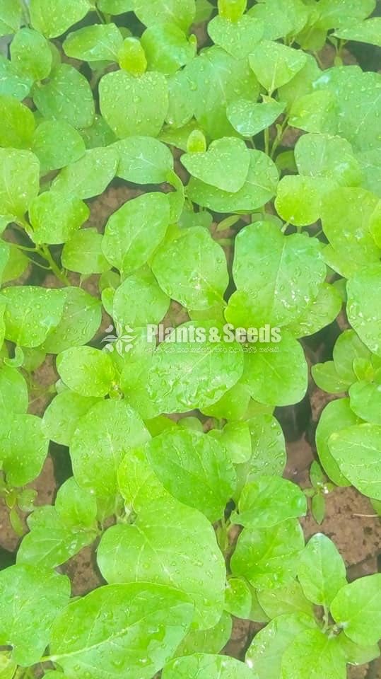 Vegetable Plants