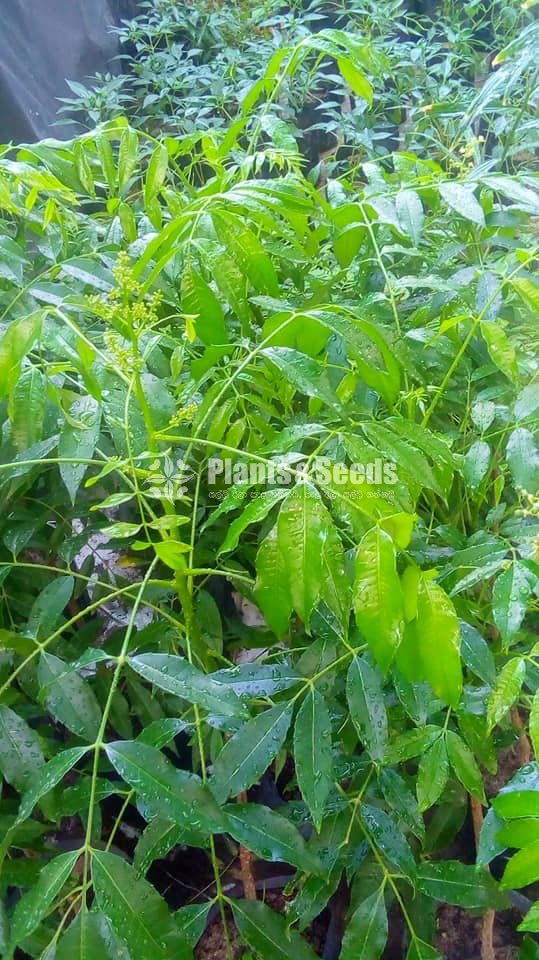 Vegetable Plants