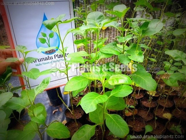 Ayurvedic-Arunalu Plants