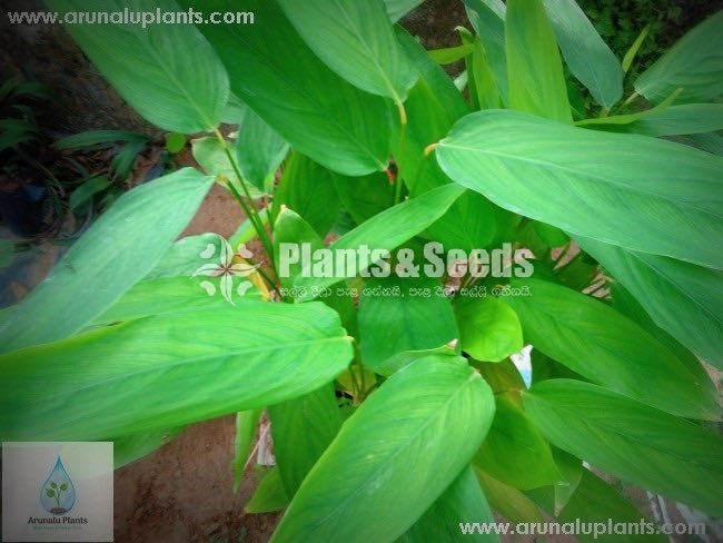 Ayurvedic-Arunalu Plants