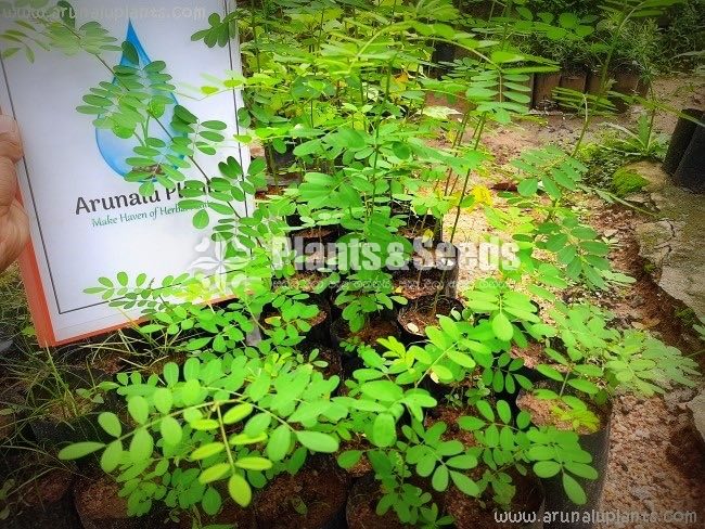 Ayurvedic-Arunalu Plants