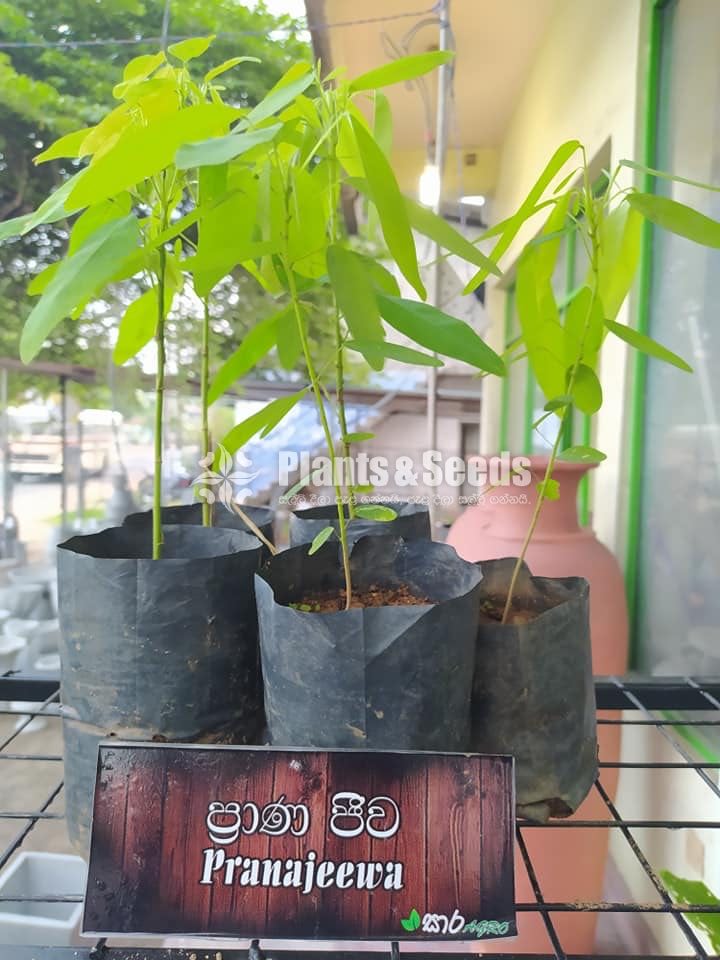 Ayurvedic Plants-Sara AGRO