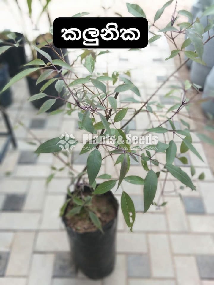 Ayurvedic Plants-Sara AGRO