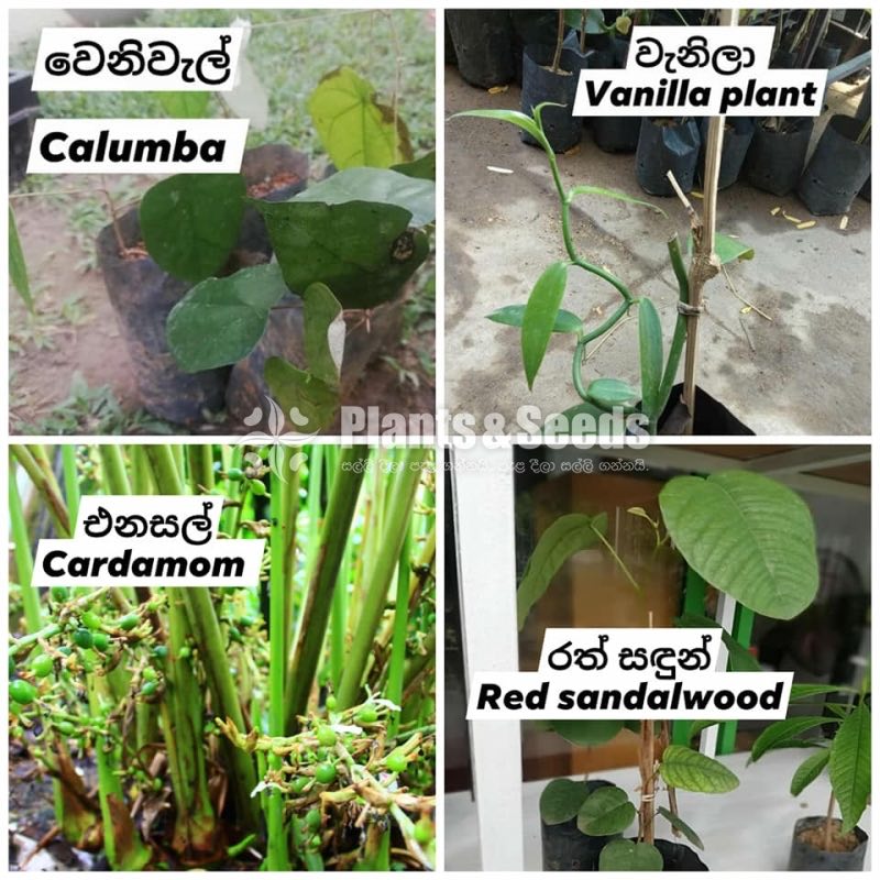 Ayurvedic Plants-Sara AGRO