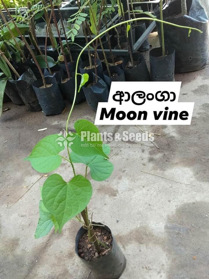 Ayurvedic Plants-Sara AGRO