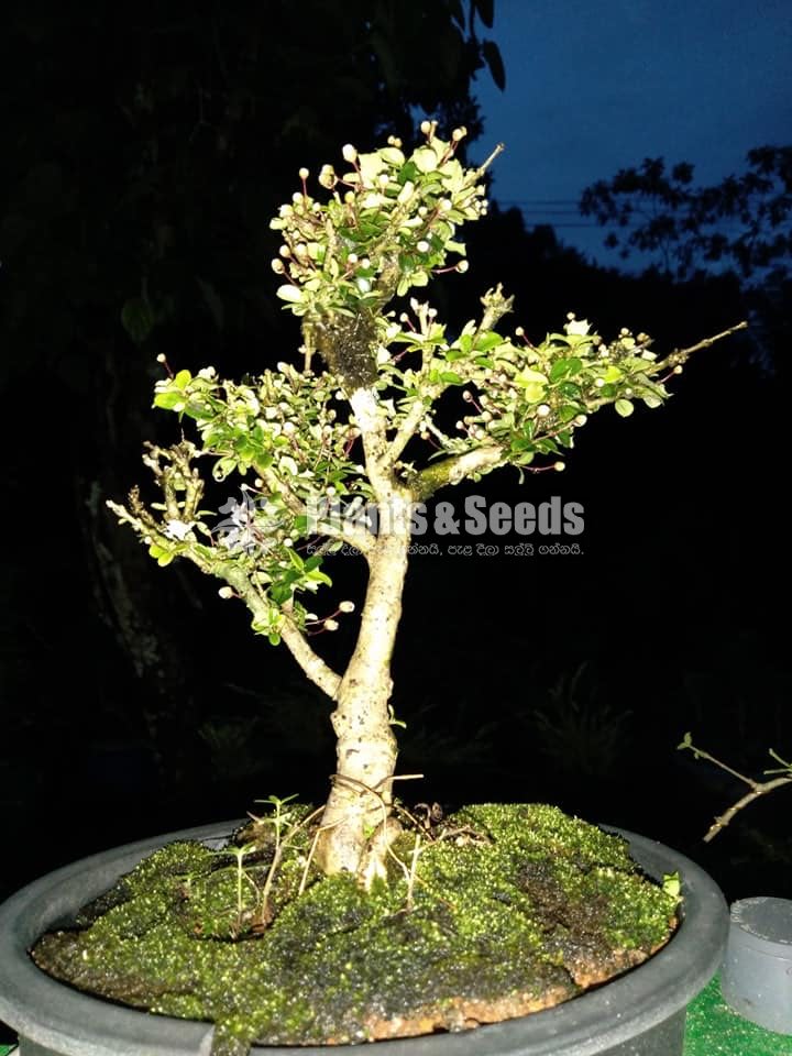 Bonsai-malpigia coccigerra