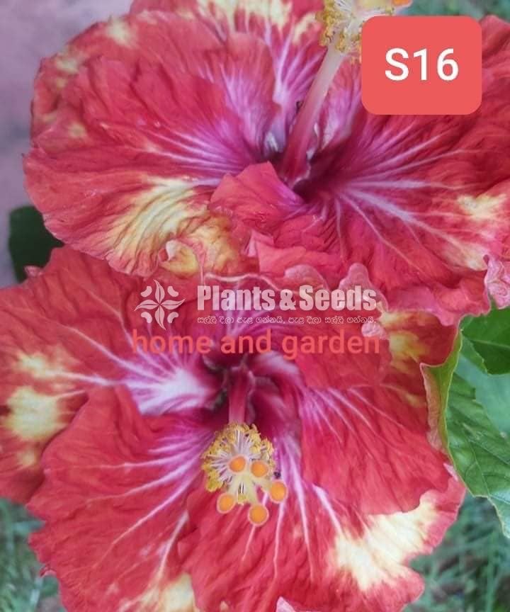 Hybrid Hibiscus grafted small plants