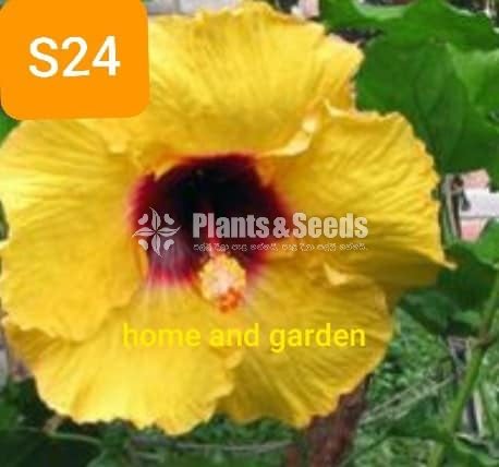 Hybrid Hibiscus grafted small plants