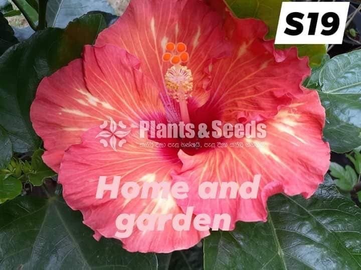 Hybrid Hibiscus grafted small plants