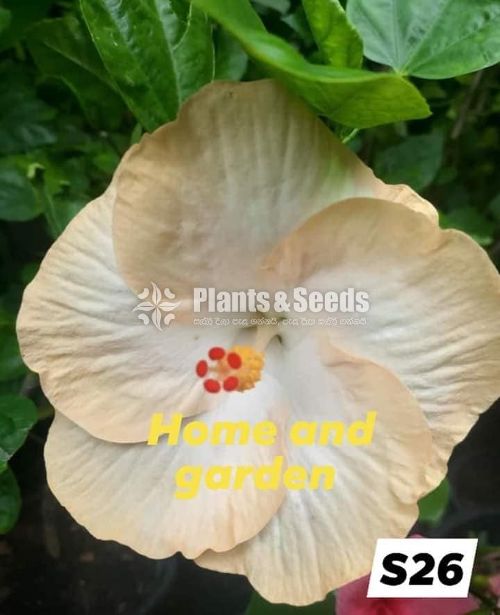 Hybrid Hibiscus grafted small plants