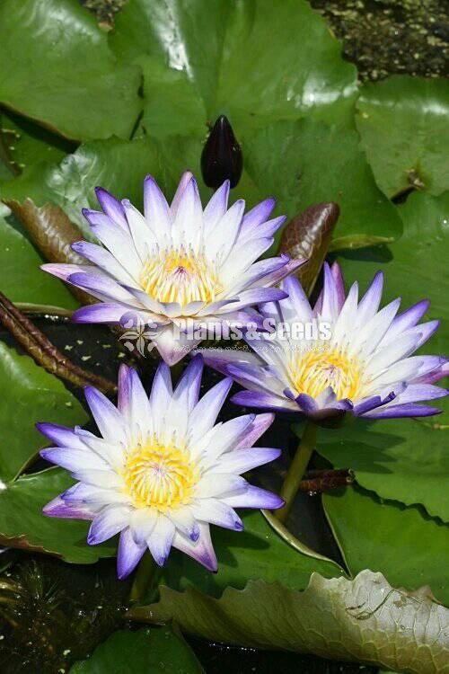 Purple Joy with Flowers