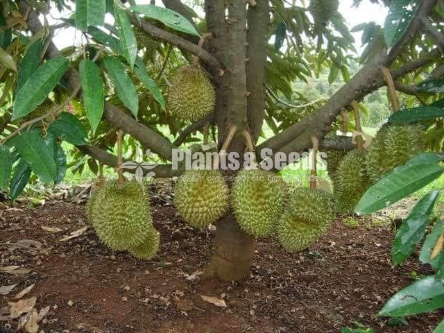 Bud Fruit Plants 