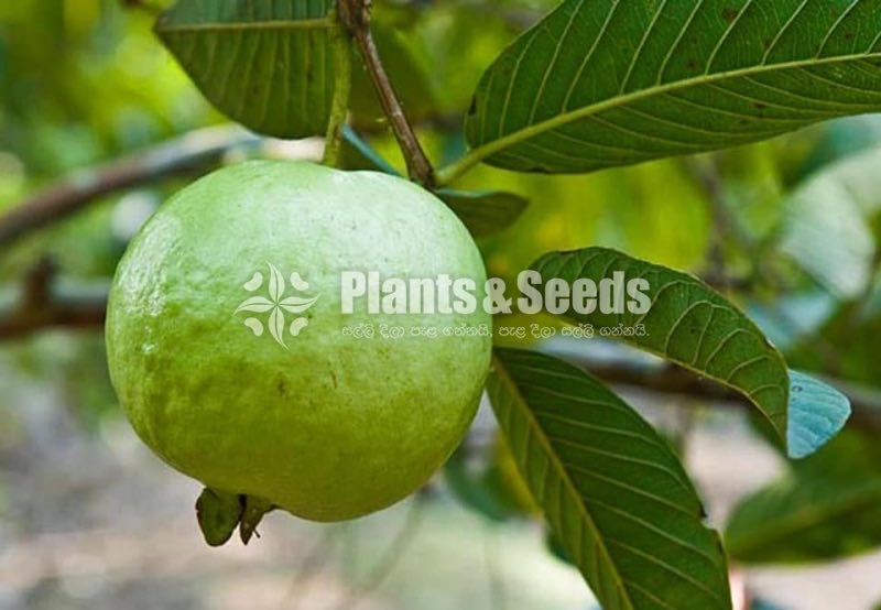 Bud Fruit Plants 