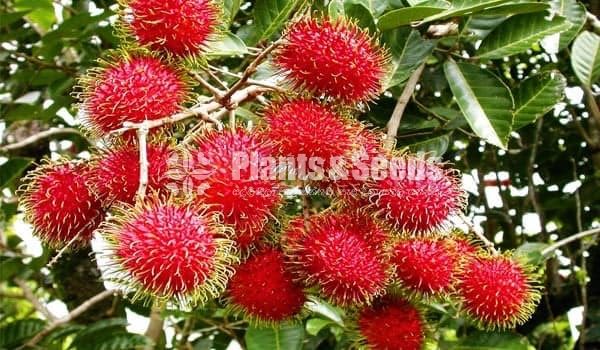 Bud Fruit Plants 