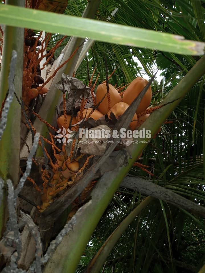 Bud Fruit Plants 