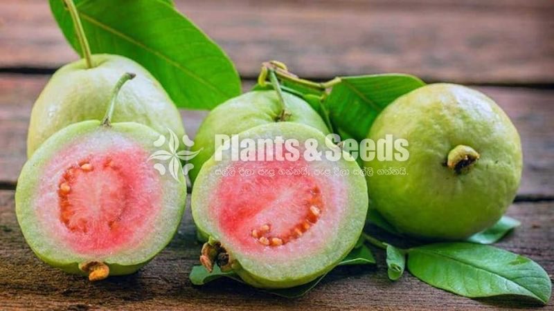 Bud Fruit Plants 