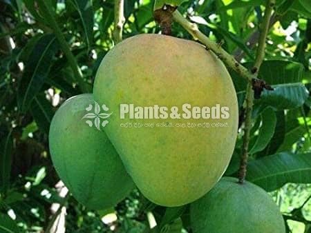 Bud Fruit Plants 