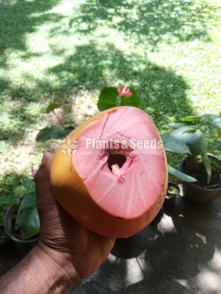 Bud Fruit Plants 