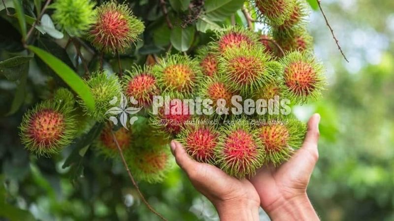 Bud Fruit Plants 