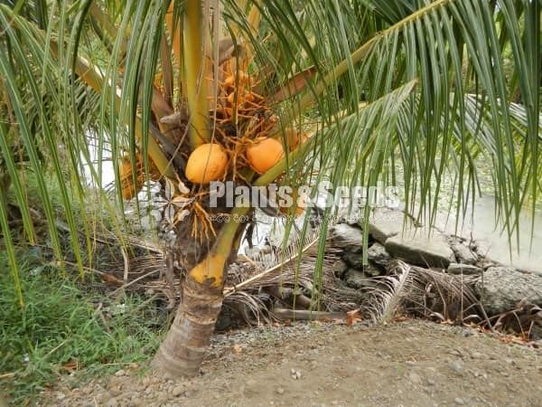 Bud Fruit Plants 