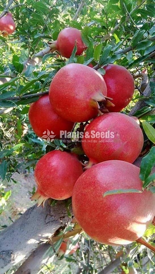 Red Angel Pomegranate Plants