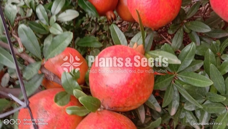 Red Angel Pomegranate Plants