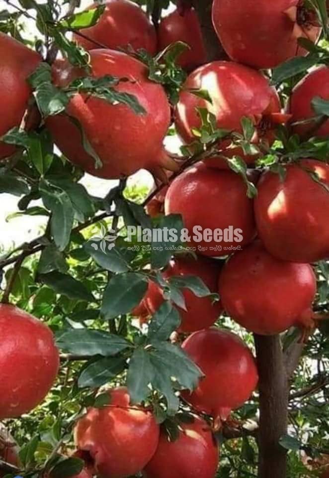 Red Angel Pomegranate Plants