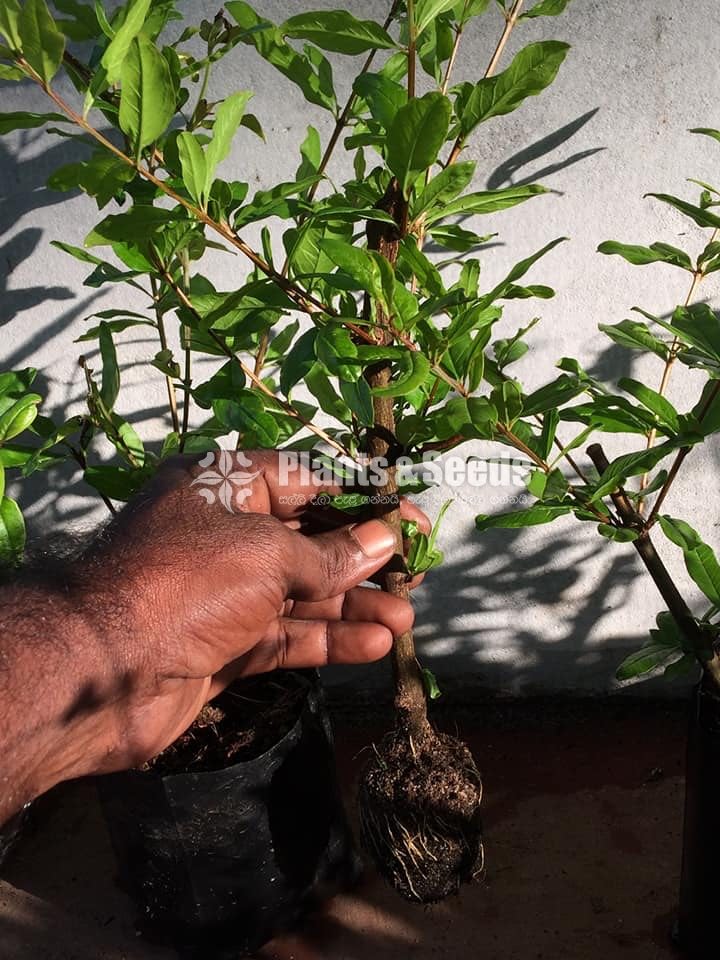 Red Angel Pomegranate Plants