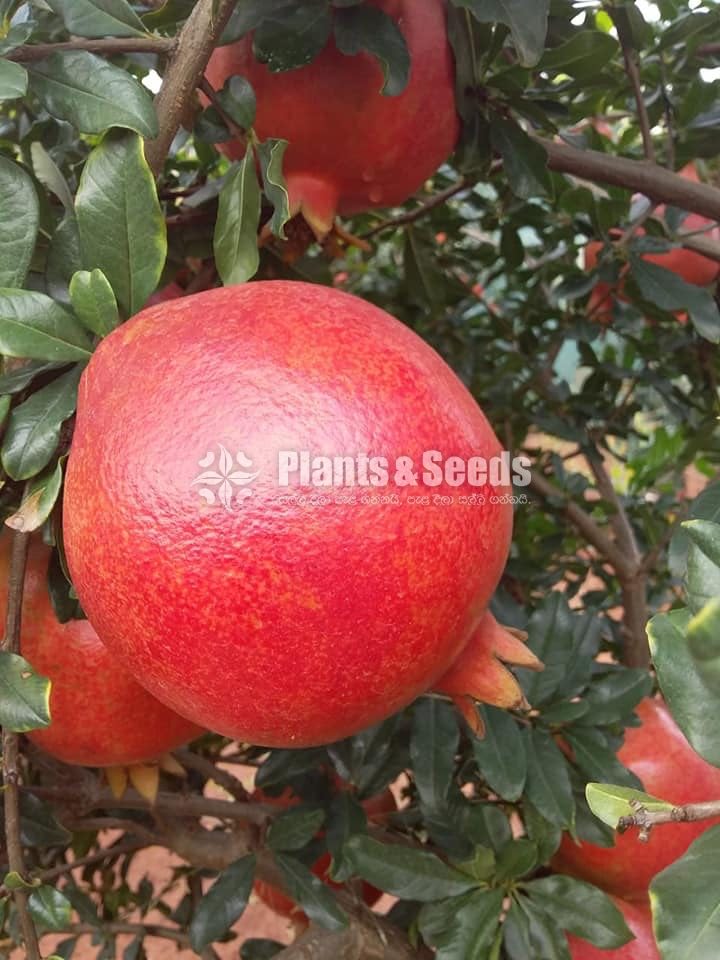 Red Angel Pomegranate Plants