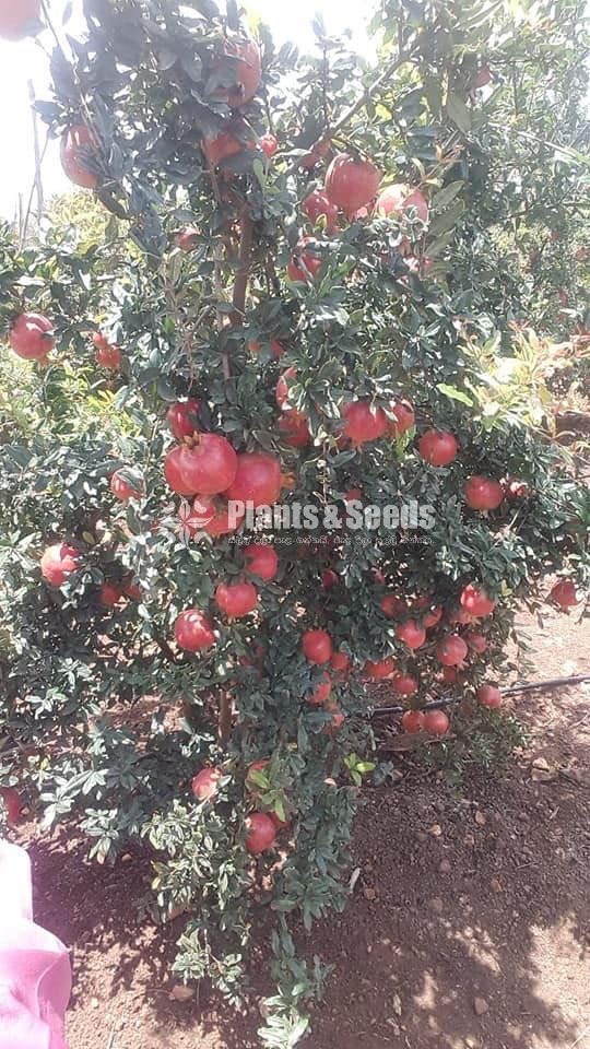 Red Angel Pomegranate Plants