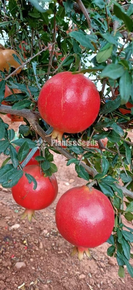 Red Angel Pomegranate Plants