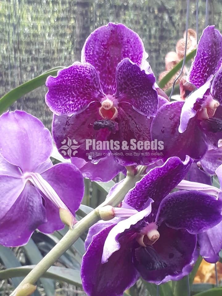 Vanda Plants with Flowers 