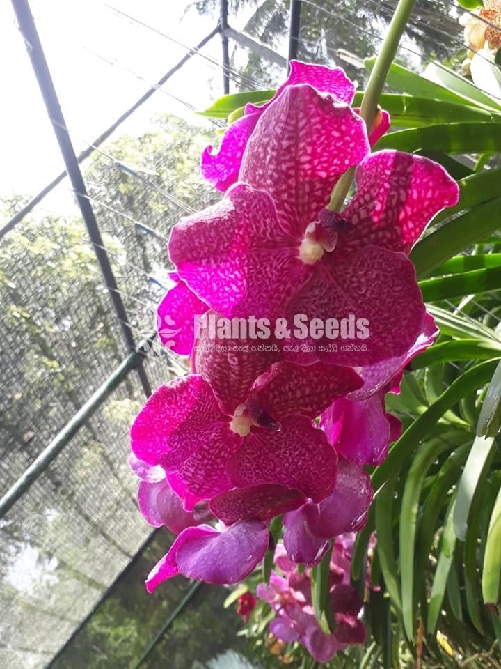 Vanda Plants with Flowers 