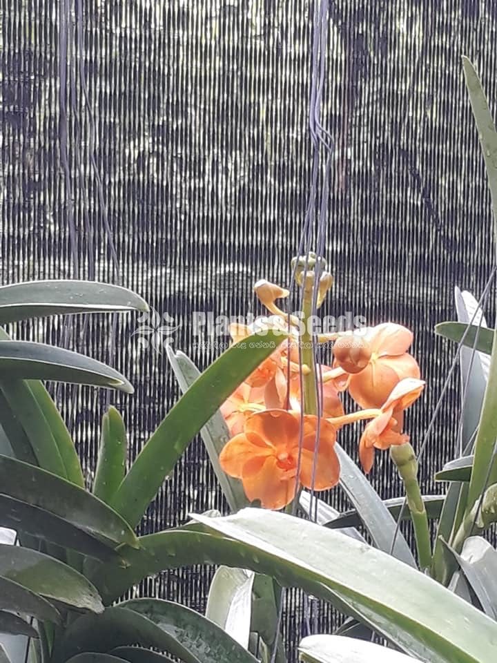 Vanda Plants with Flowers 