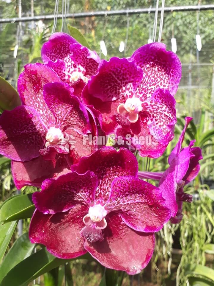 Vanda Plants with Flowers 