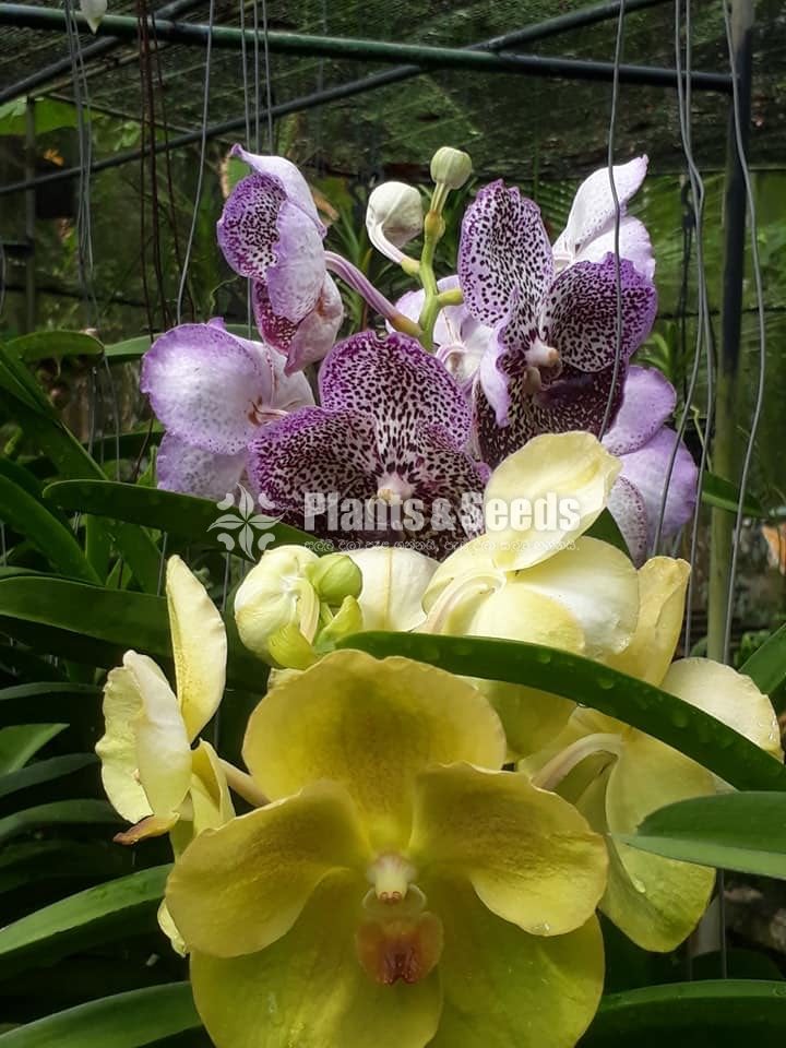 Vanda Plants with Flowers 