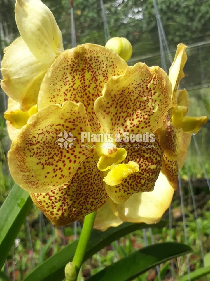 Vanda Plants with Flowers 