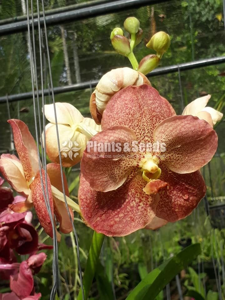 Vanda Plants with Flowers 