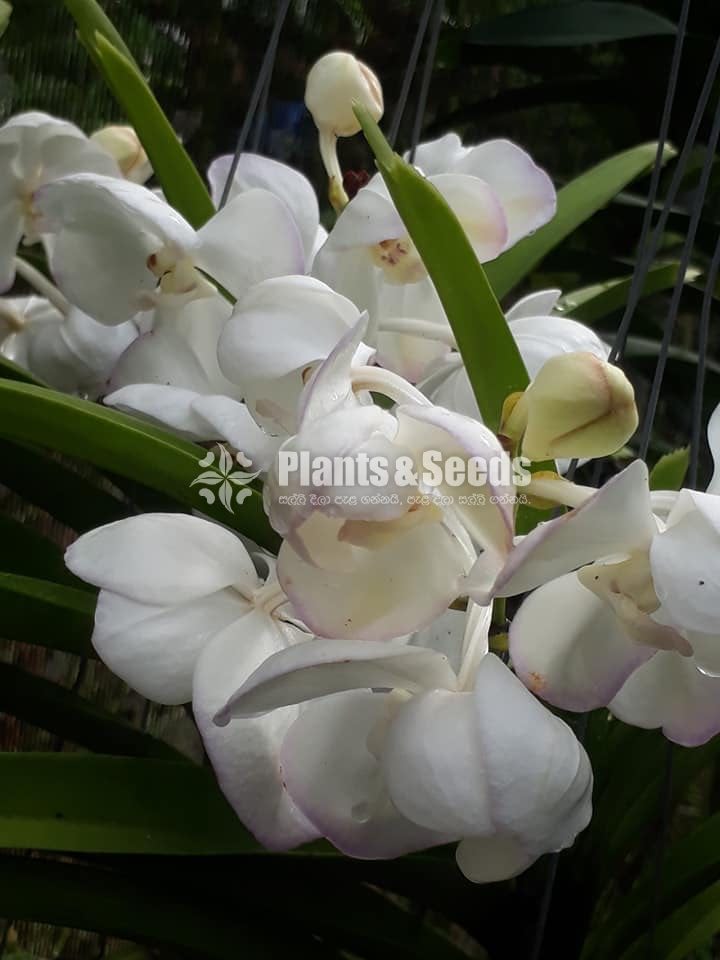 Vanda Plants with Flowers 