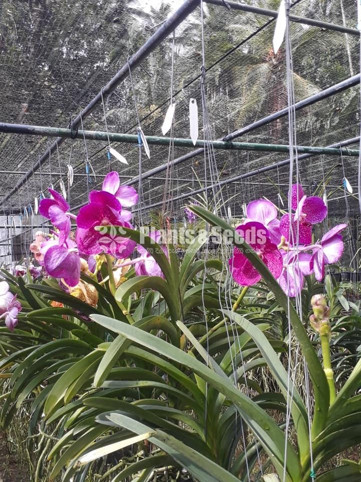 Vanda Plants with Flowers 