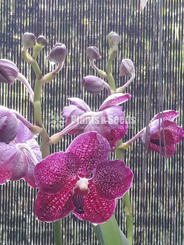 Vanda Plants with Flowers 