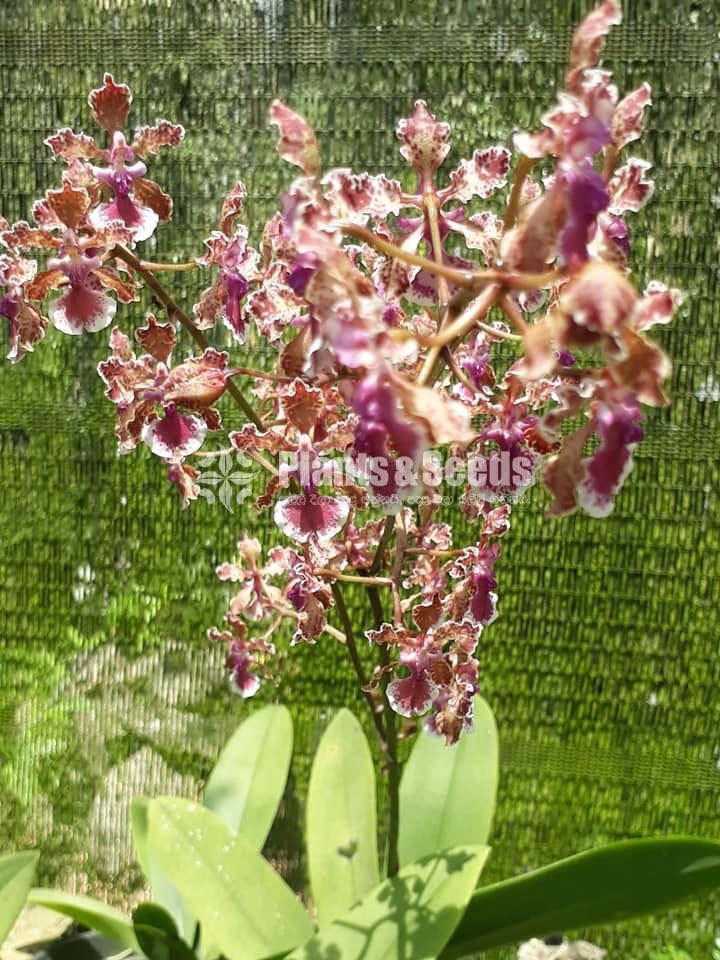 Oncidium Orchids