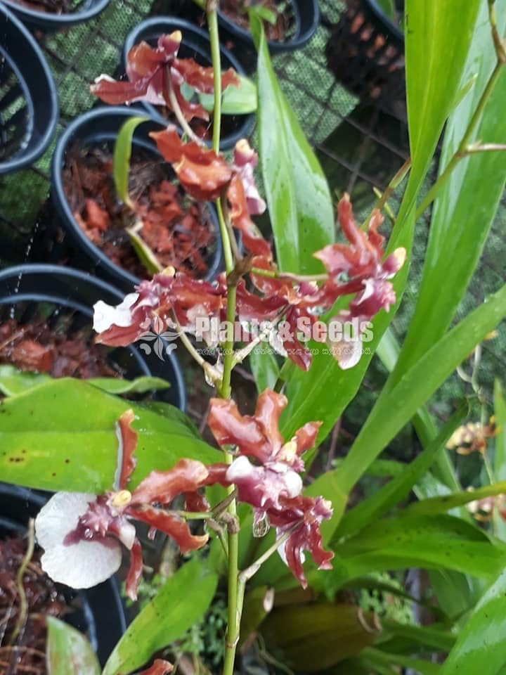 Oncidium Orchids - Plants And Seeds