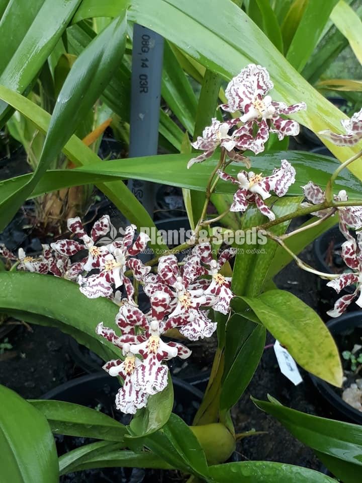 Oncidium Orchids