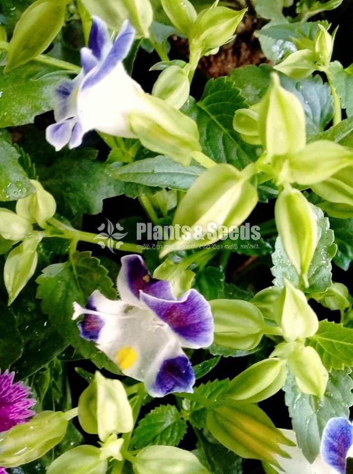 Torenia