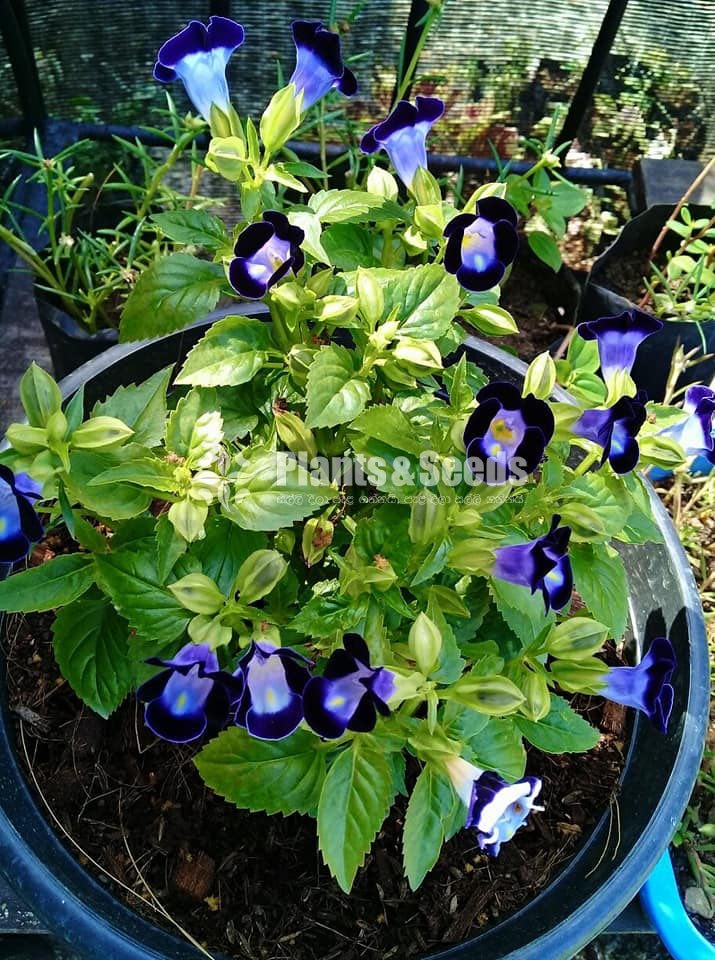 Torenia