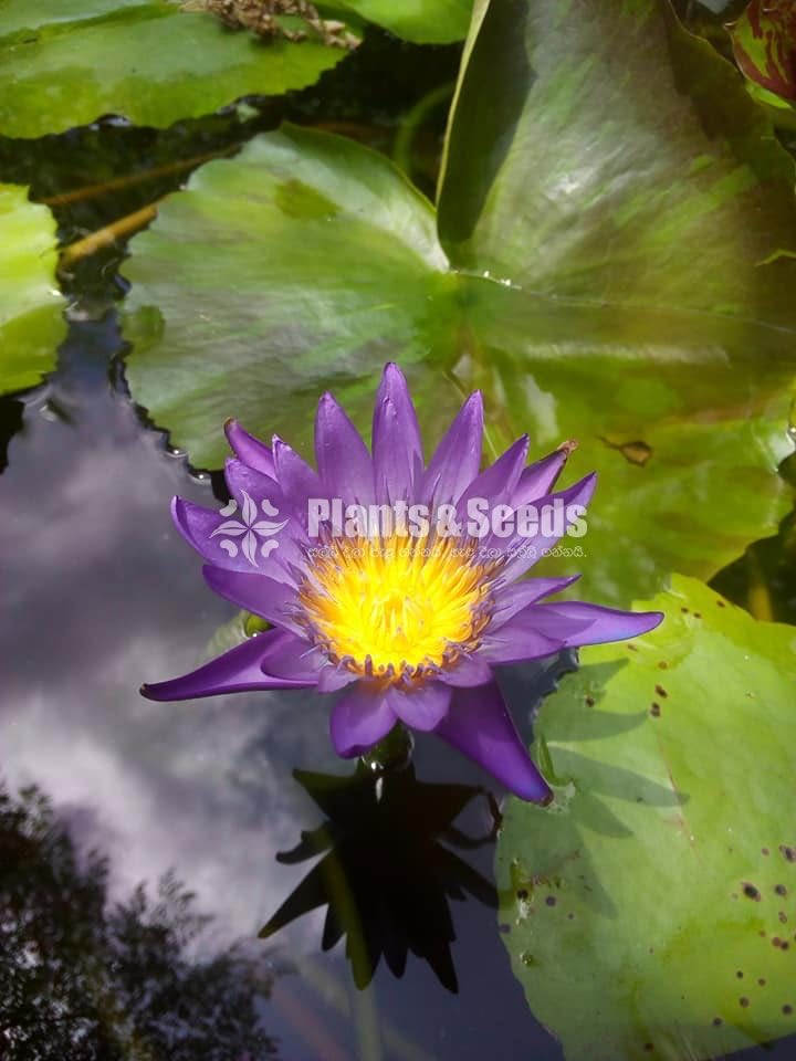 Water Plants