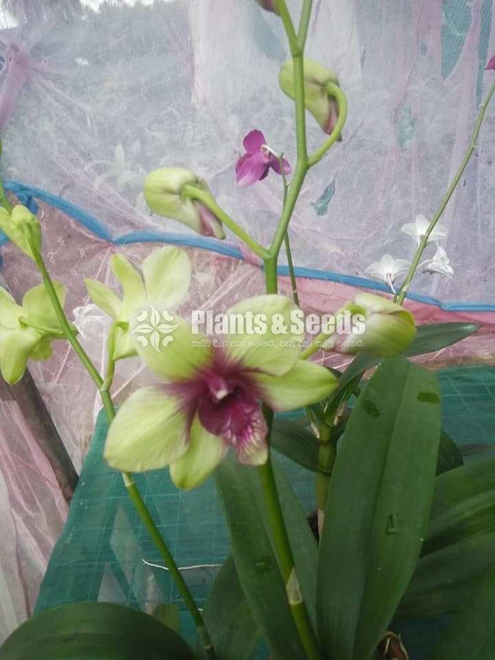 Dendrobium Orchid collection