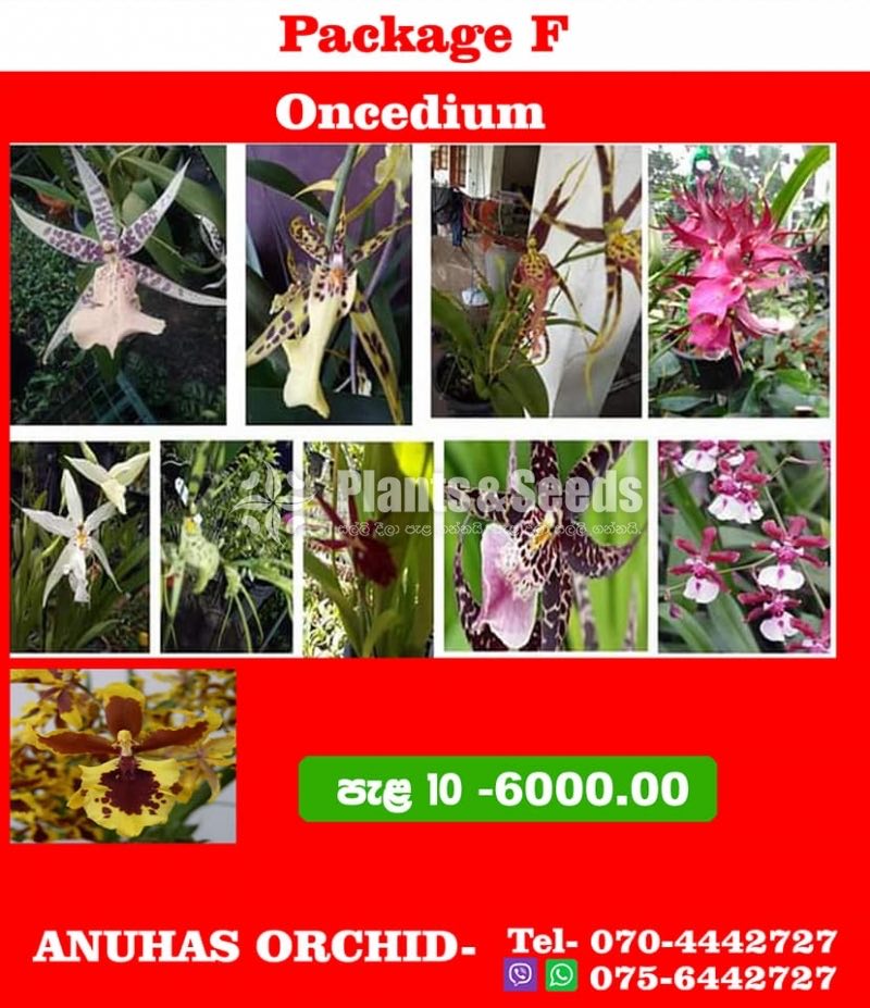 Oncidium Orchids