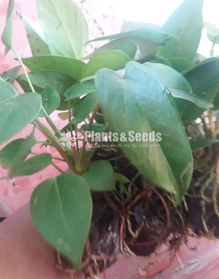 Seed Plant Anthurium